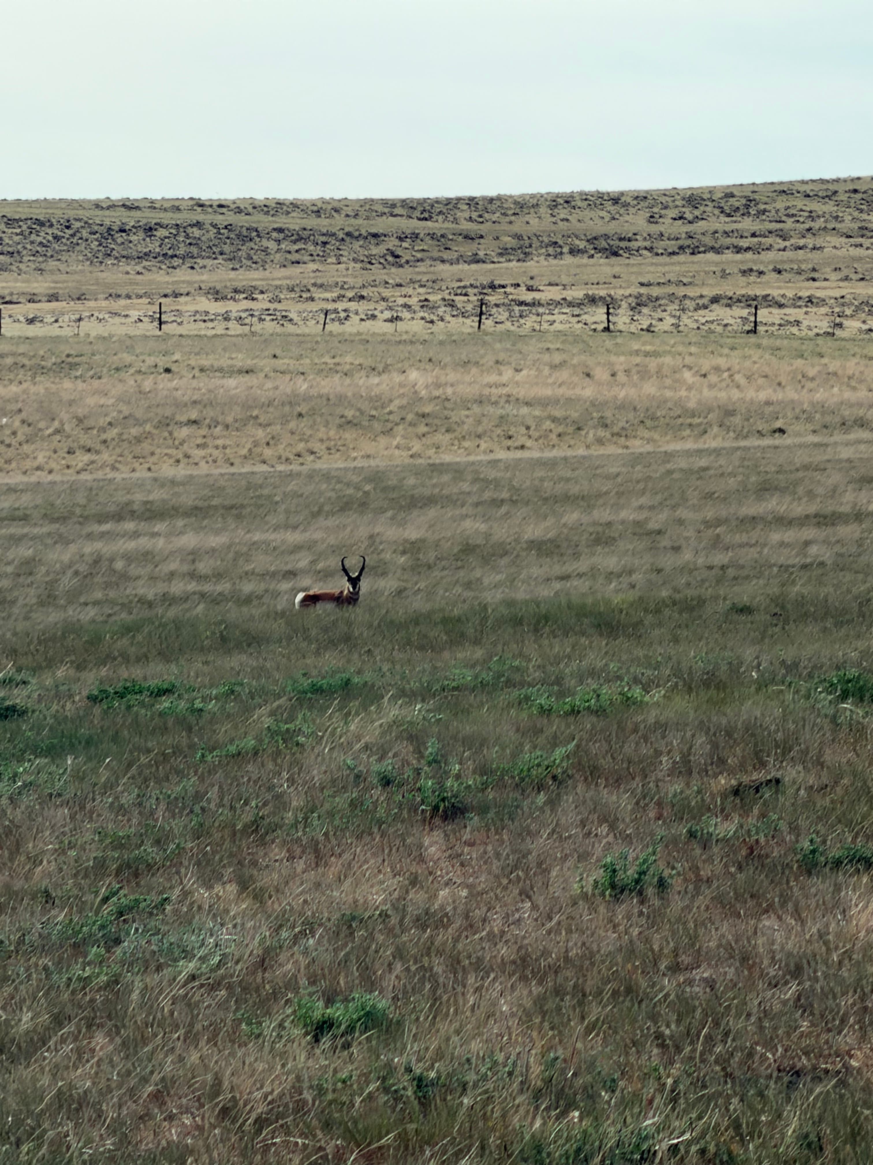 Wyoming Nature Stop #1